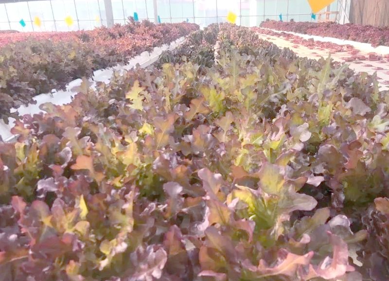 水上种植蔬菜技术图片