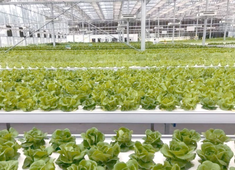 水上种植蔬菜技术图片