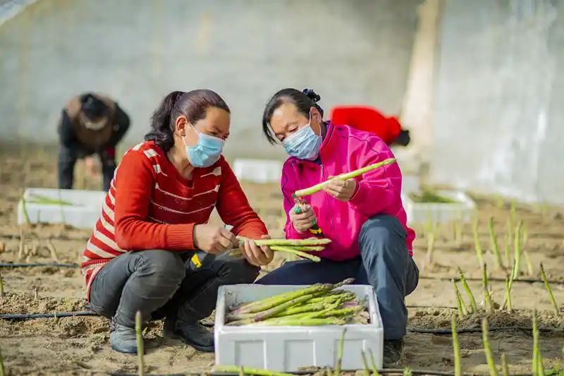 芦笋的种植技术