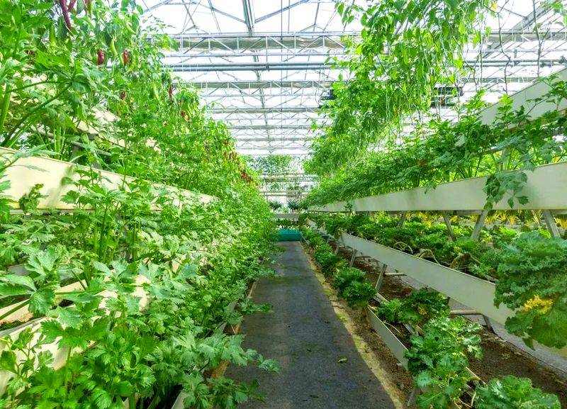 Pictures of techniques for water growing vegetables