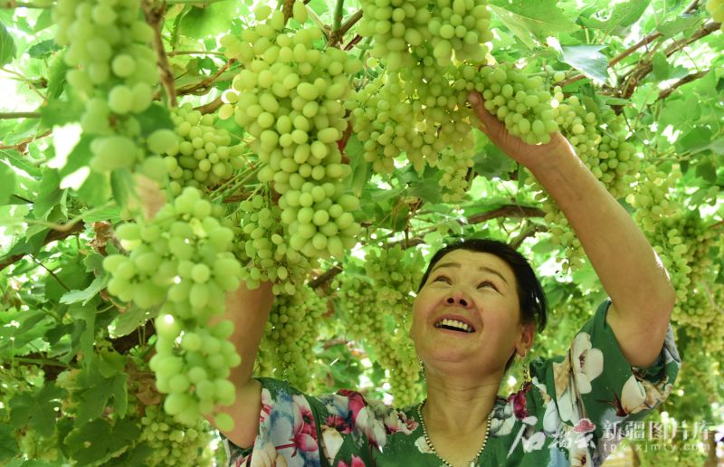 无核白葡萄特点