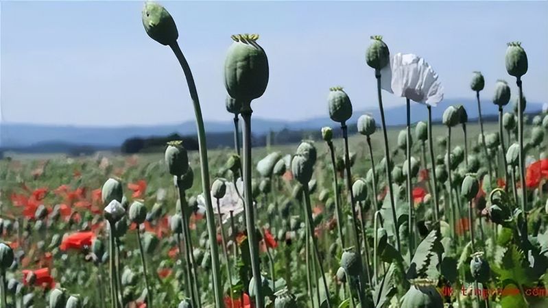 罂粟花种植技术及要点