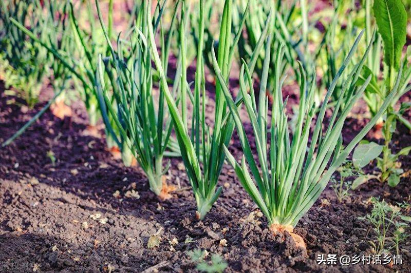生菜的种植方法和时间