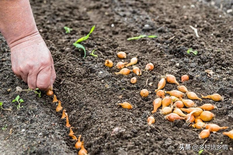 生菜的种植方法和时间