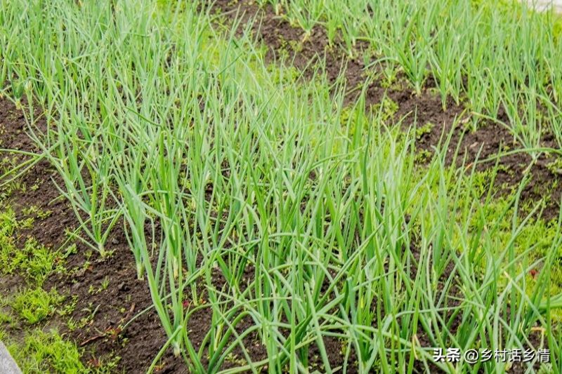 生菜的种植方法和时间
