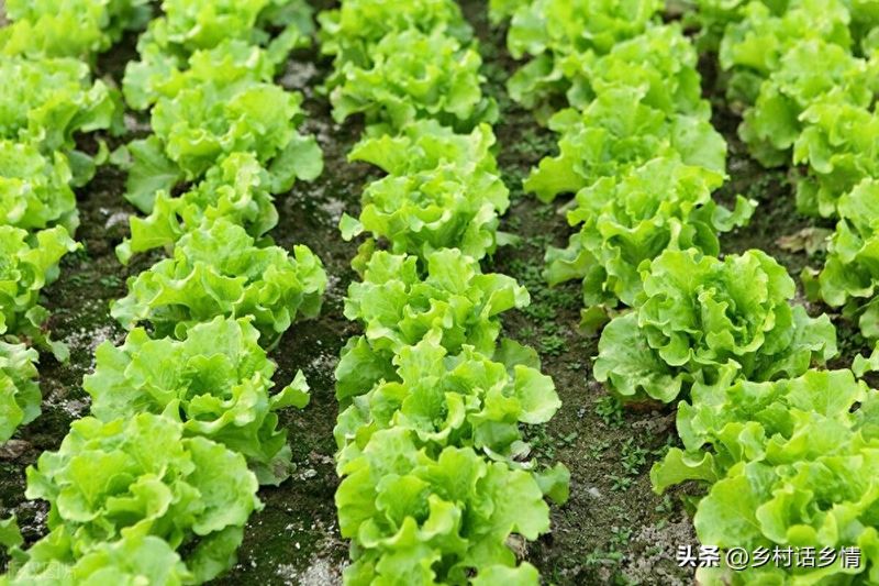 生菜的种植方法和时间