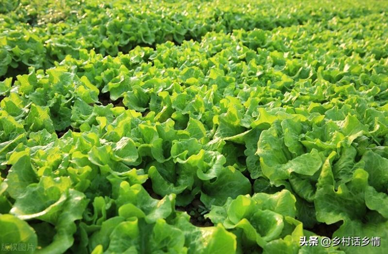 生菜的种植方法和时间