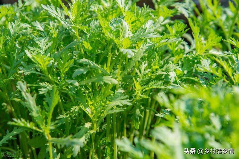 生菜的种植方法和时间