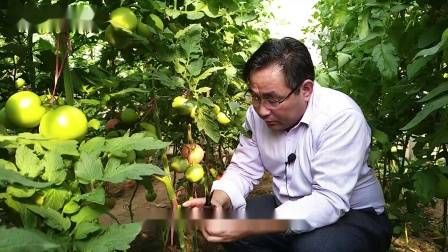 大棚番茄的种植技术