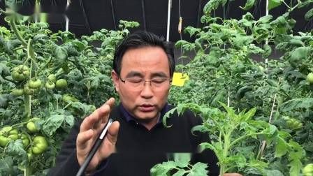 大棚番茄的种植技术