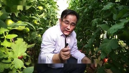 大棚番茄的种植技术