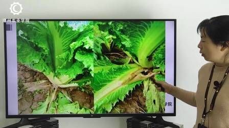 大棚番茄的种植技术