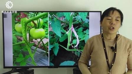 大棚番茄的种植技术