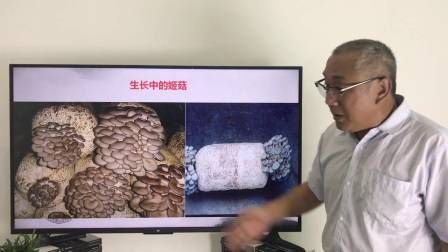 大棚番茄的种植技术