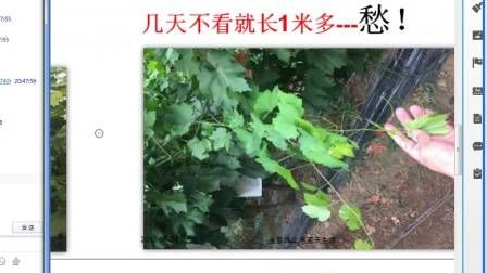 大棚番茄的种植技术