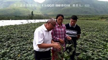 大棚番茄的种植技术