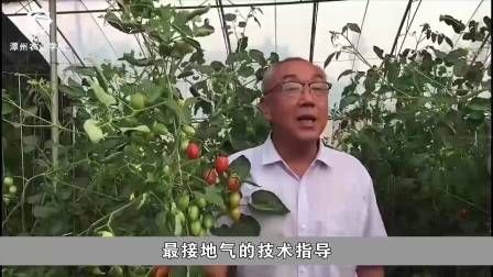 大棚番茄的种植技术