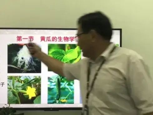 大棚番茄的种植技术