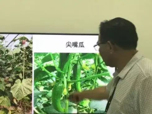 大棚番茄的种植技术