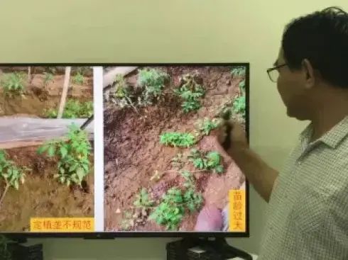 大棚番茄的种植技术
