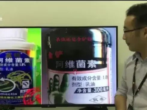 大棚番茄的种植技术