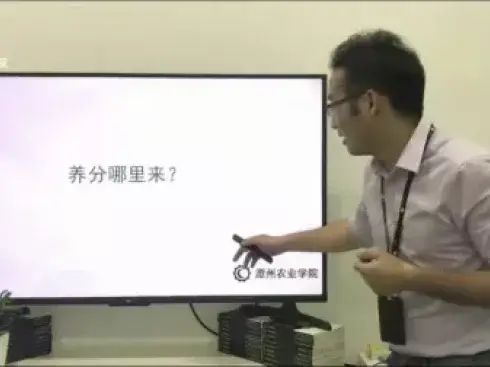 大棚番茄的种植技术