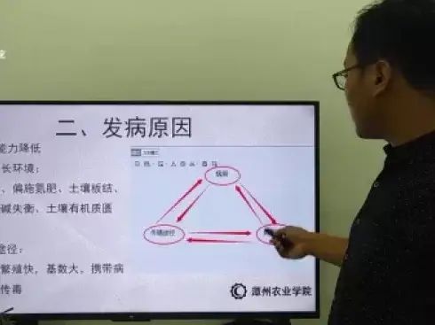 大棚番茄的种植技术