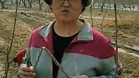 大棚番茄的种植技术