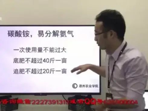 大棚番茄的种植技术