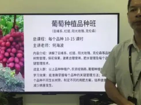 大棚番茄的种植技术