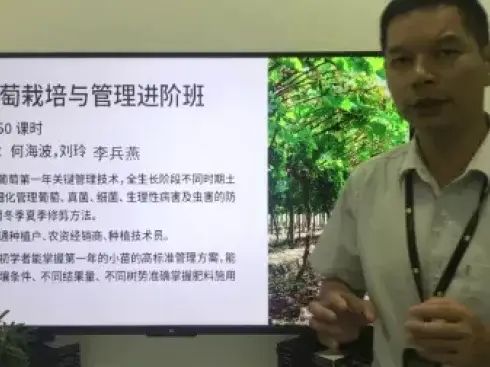 大棚番茄的种植技术