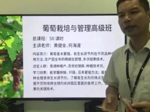 大棚番茄的种植技术