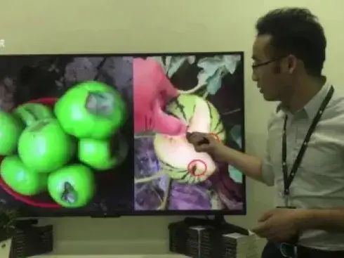 大棚番茄的种植技术
