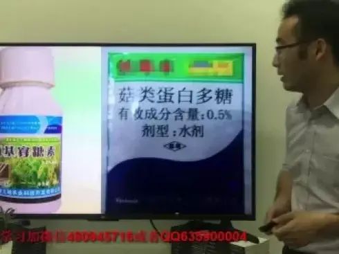 大棚番茄的种植技术