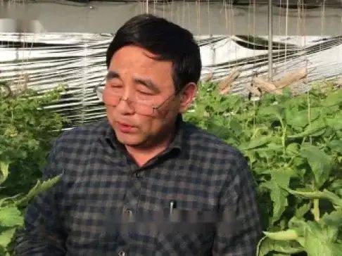 大棚番茄的种植技术