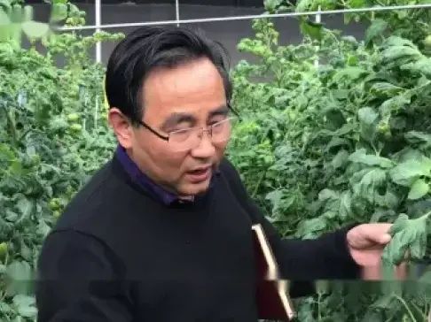 大棚番茄的种植技术