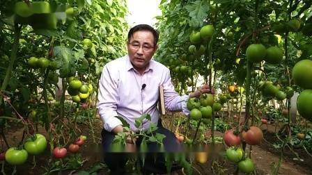 大棚番茄的种植技术