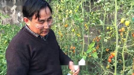 大棚番茄的种植技术