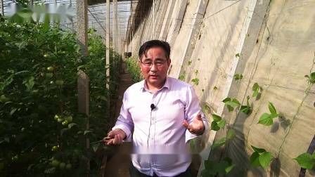 大棚番茄的种植技术