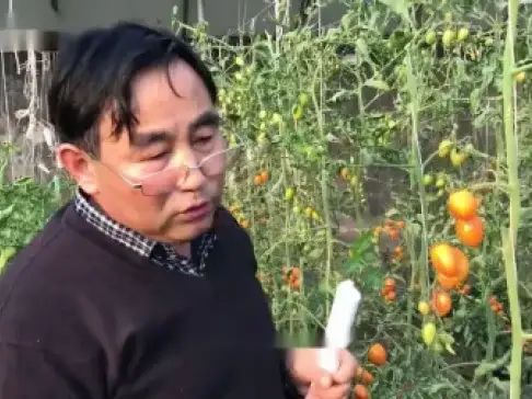 大棚番茄的种植技术