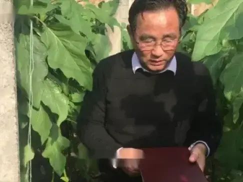 大棚番茄的种植技术