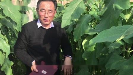大棚番茄的种植技术