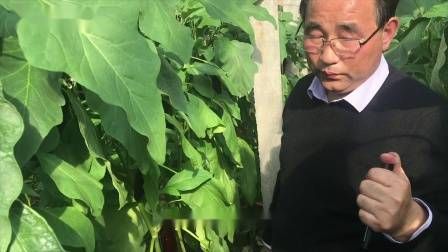 大棚番茄的种植技术