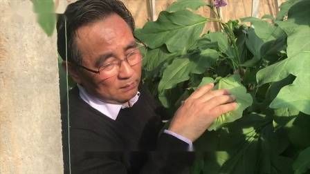 大棚番茄的种植技术