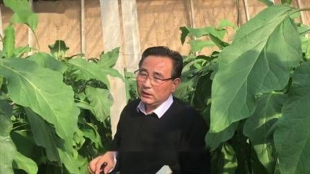 大棚番茄的种植技术