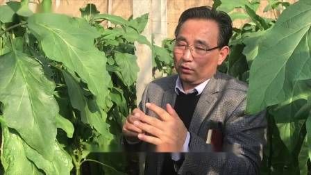 大棚番茄的种植技术