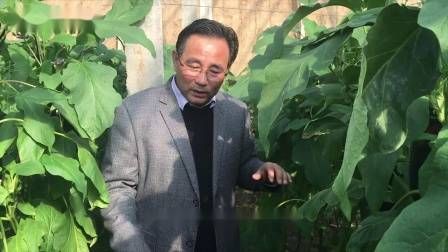 大棚番茄的种植技术