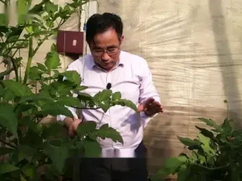 大棚番茄的种植技术