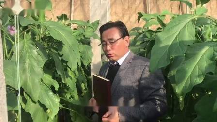 大棚番茄的种植技术