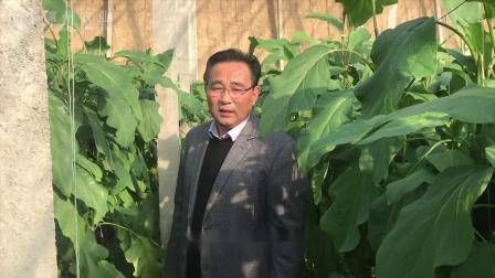 大棚番茄的种植技术
